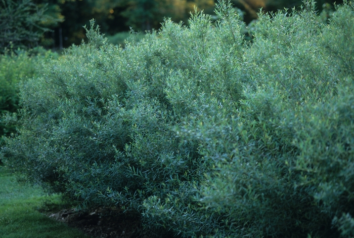 Dwarf Arctic Willow - Salix purpurea 'Nana'