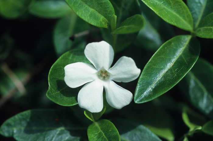 Myrtle - Vinca minor 'Alba' 