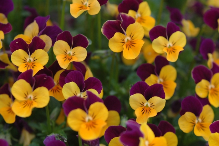 Viola - Viola cornuta Sorbet® XP 'Orange Jump Up'