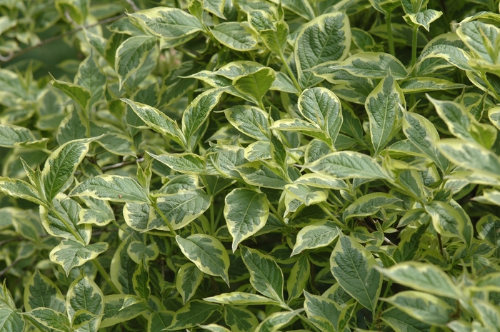'Variegata Nana' - Weigela florida