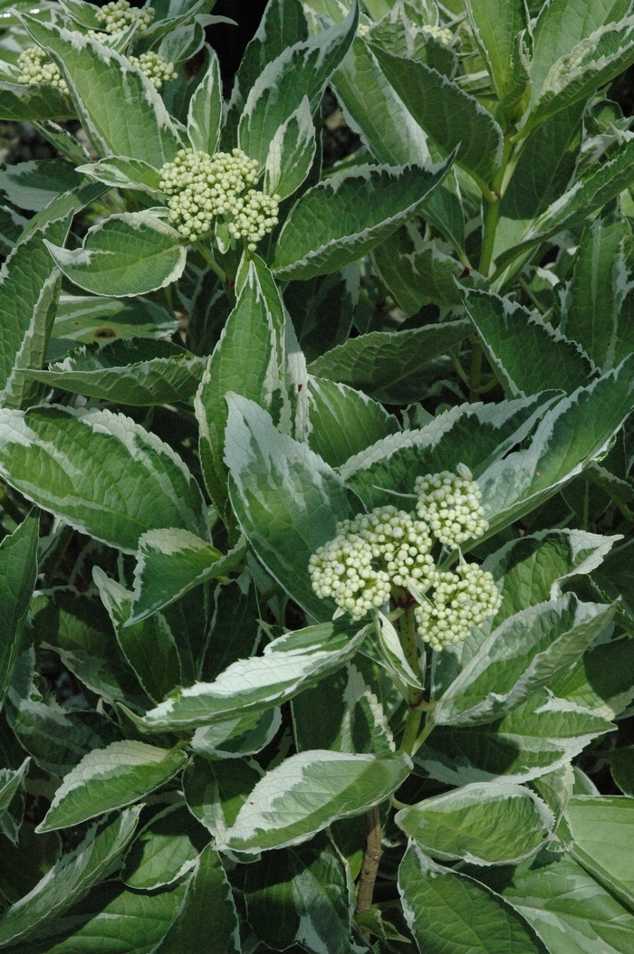 'Light-O-Day®' Bigleaf Hydrangea - Hydrangea macrophylla