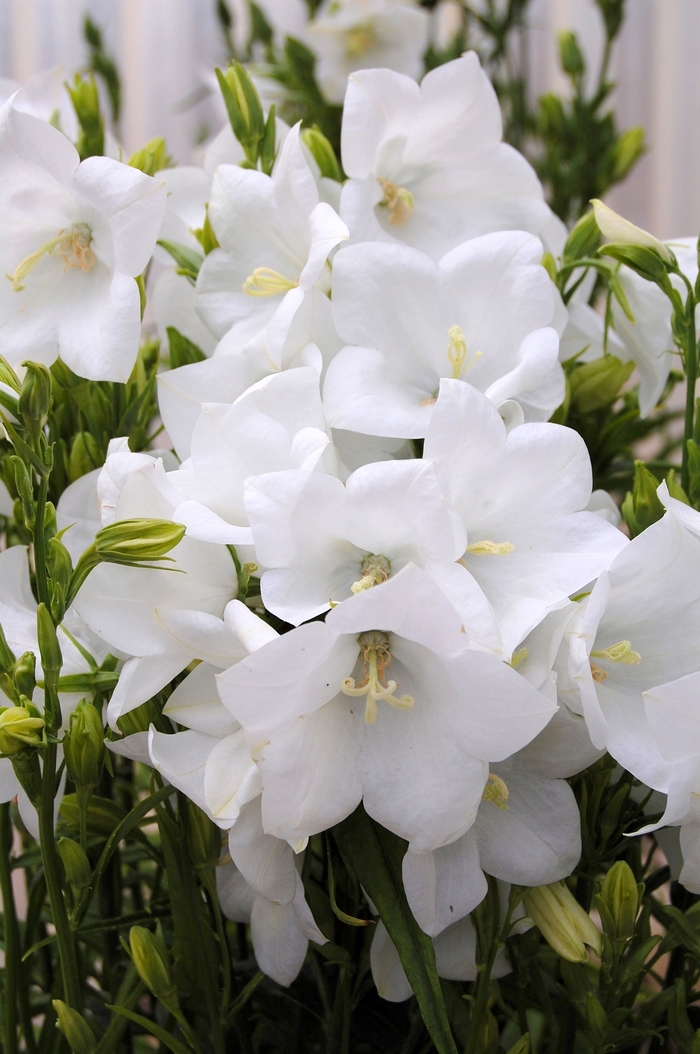 Bellflower - Campanula persicifolia 'Takion White'