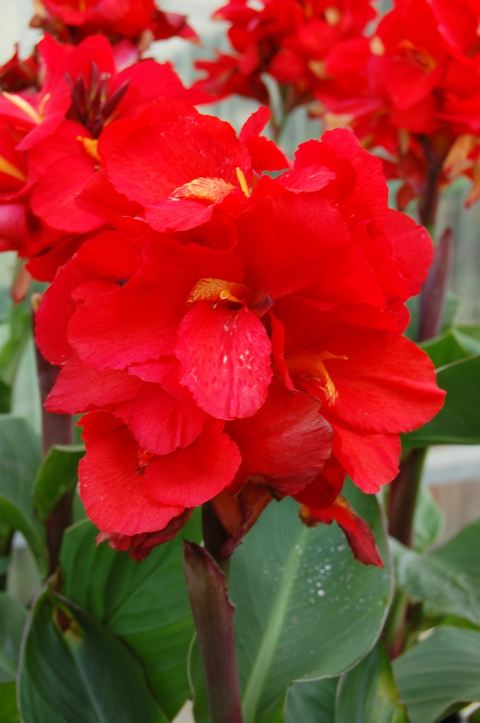 Tropical™ Red Canna Lily - Canna 'Tropical™ Red'