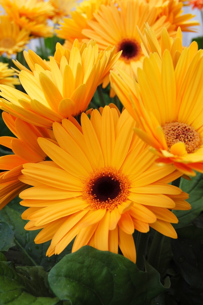 Royal™ Golden Yellow Gerbera Daisy - Gerbera jamesonii 'Royal™ Golden Yellow' Royal™ Golden Yellow Gerbera Daisy - Gerbera jamesonii 'Royal™ Golden Yellow'
