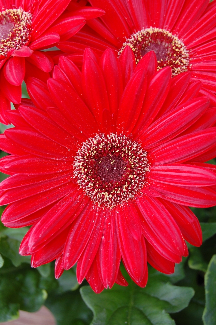 Royal™ Red Gerbera Daisy - Gerbera jamesonii 'Royal™ Red' Royal™ Red Gerbera Daisy - Gerbera jamesonii 'Royal™ Red'