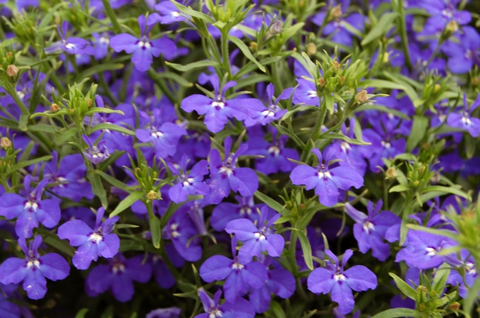 Techno® Heat Dark Blue Lobelia - Lobelia erinus 'Techno® Heat Dark Blue' Techno® Heat Dark Blue Lobelia - Lobelia erinus 'Techno® Heat Dark Blue'