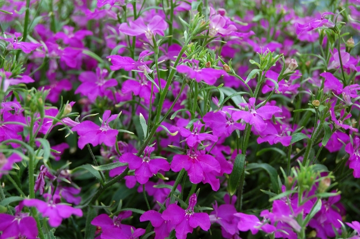 Techno® Violet - Lobelia erinus