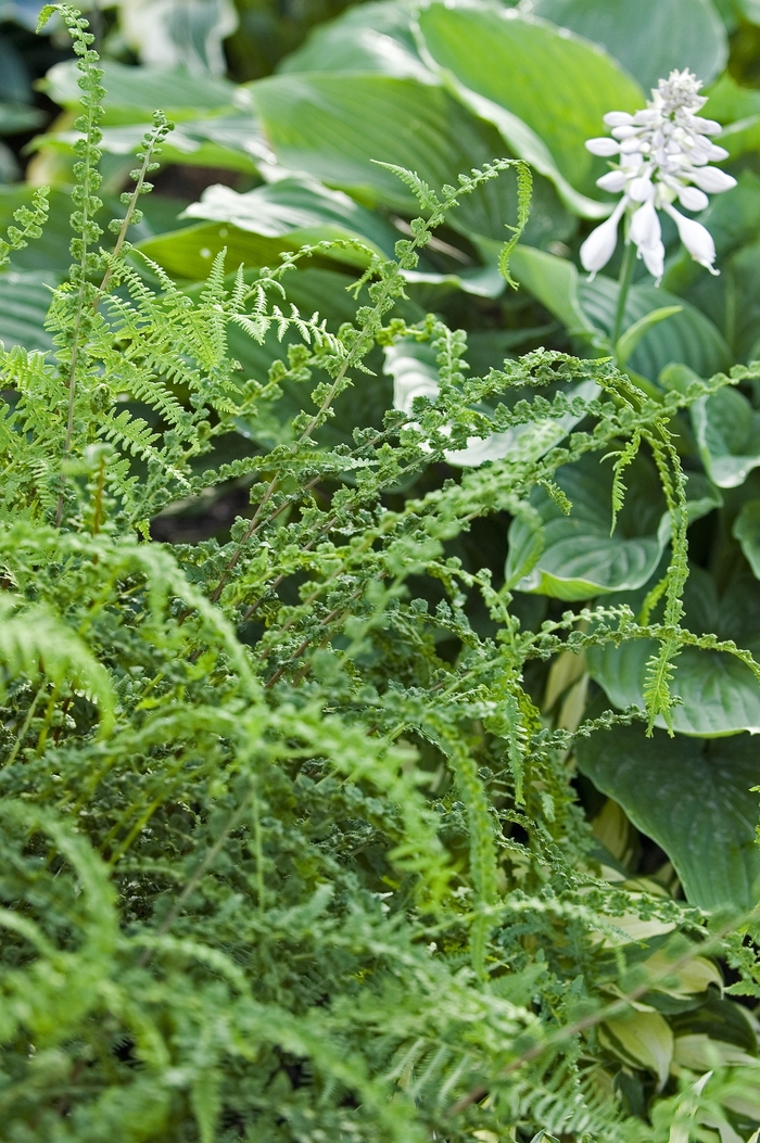 Fern-Tatting - Athyrium filix-femina 'Frizelliae' Fern-Tatting - Athyrium filix-femina 'Frizelliae'