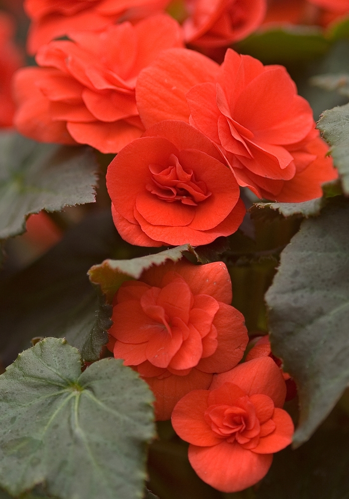 Solenia Begonia - Begonia Solenia Begonia - Begonia