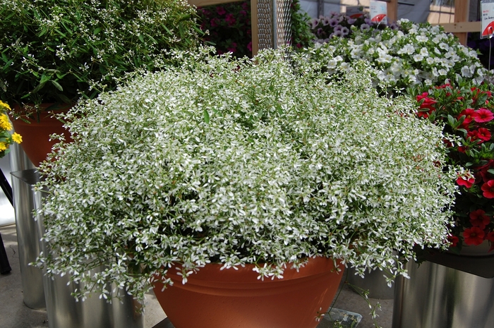 Euphorbia - Euphorbia hypericifolia 'RedFox Star Dust White Sparkle'