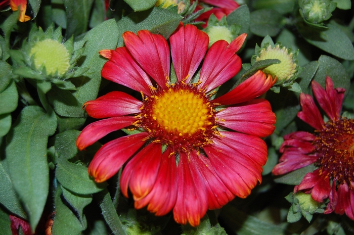 Blanket Flower - Gaillardia x 'Arizona Red Shades'