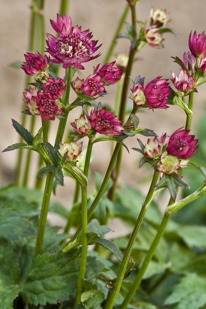 Astrantia major 'Abbey Road' Masterwort Ebert's Greenhouse