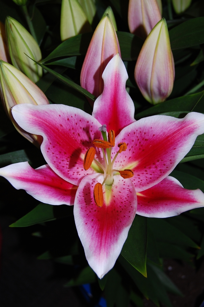 Oriental Hybrid Lily - Lilium 'After Eight'