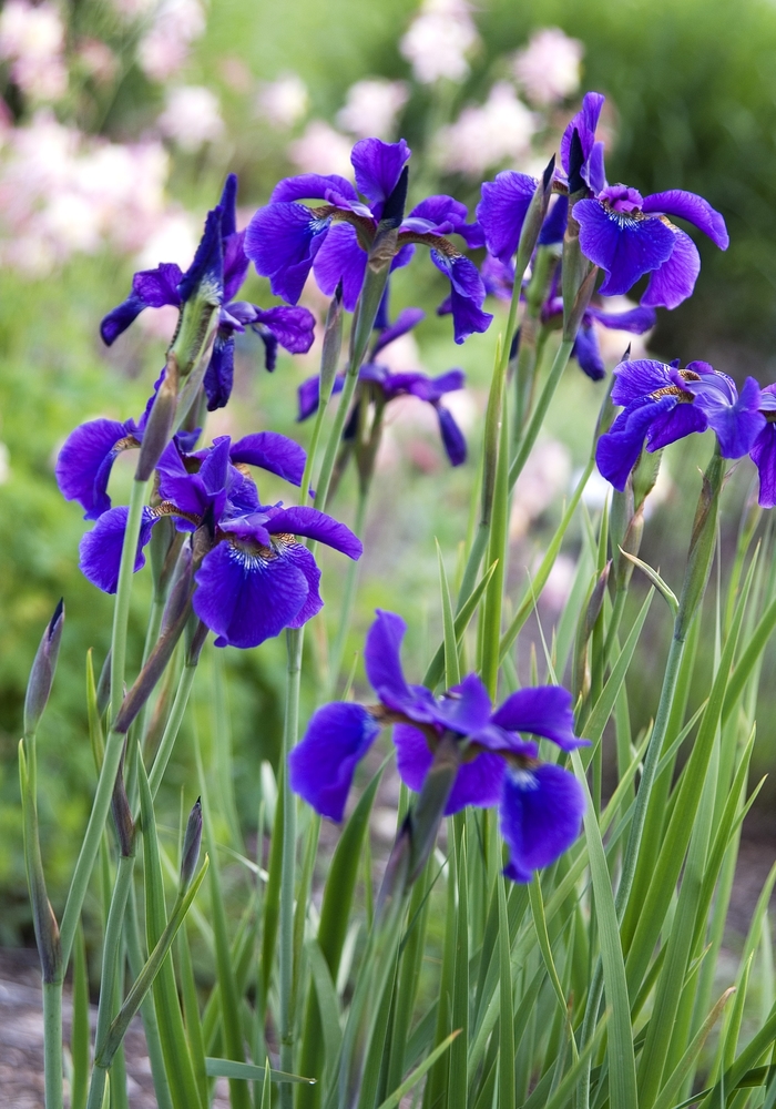 Siberian Iris - Iris sibirica 'Ceasars Brother'