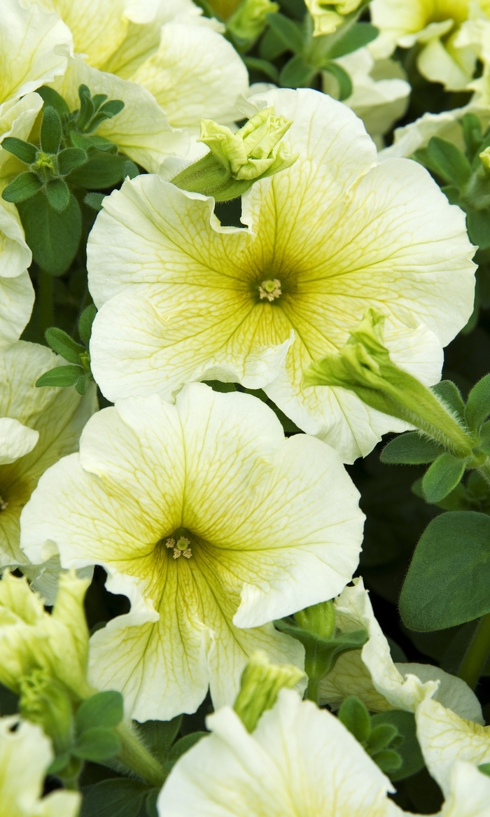 Petunia - Petunia hybrida 'Madness™ Yellow'