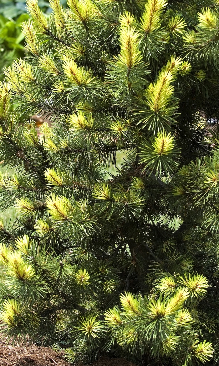 Lodgepole Pine - Pinus contorta 'Taylor's Sunburst'