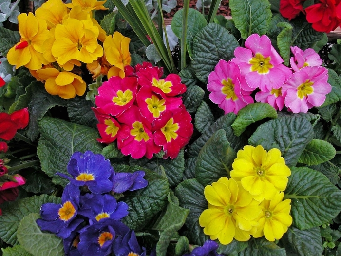 Primula polyantha 'Giant Mix' | Primrose (Pacific Hybrids) | Ebert's ...