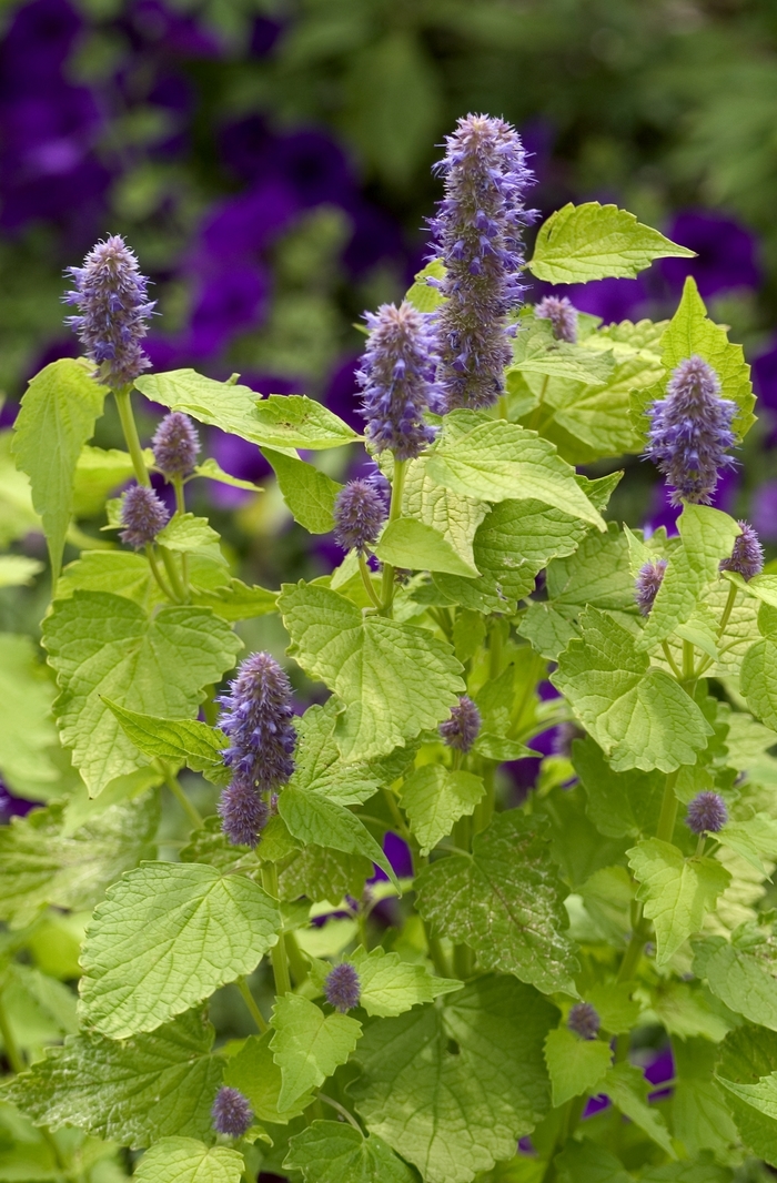 Agastache rugosa 'Golden Jubilee' | Anise Hyssop | Ebert's Greenhouse