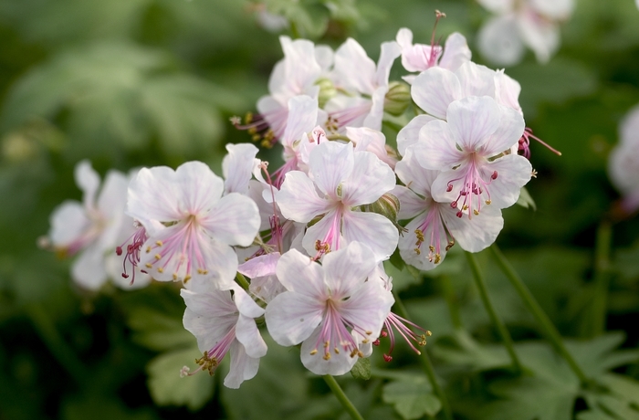 Cranesbill - Geranium x cantabrigense 'Biokova' 