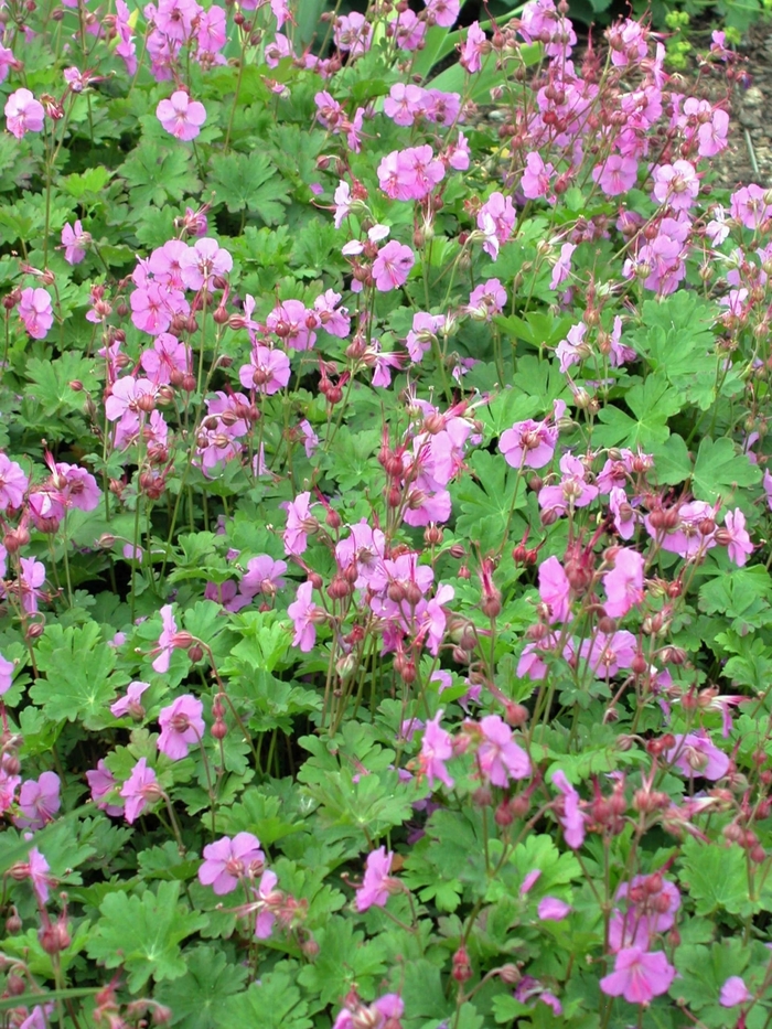 Cranesbill - Geranium x cantabrigiense 'Karmina'