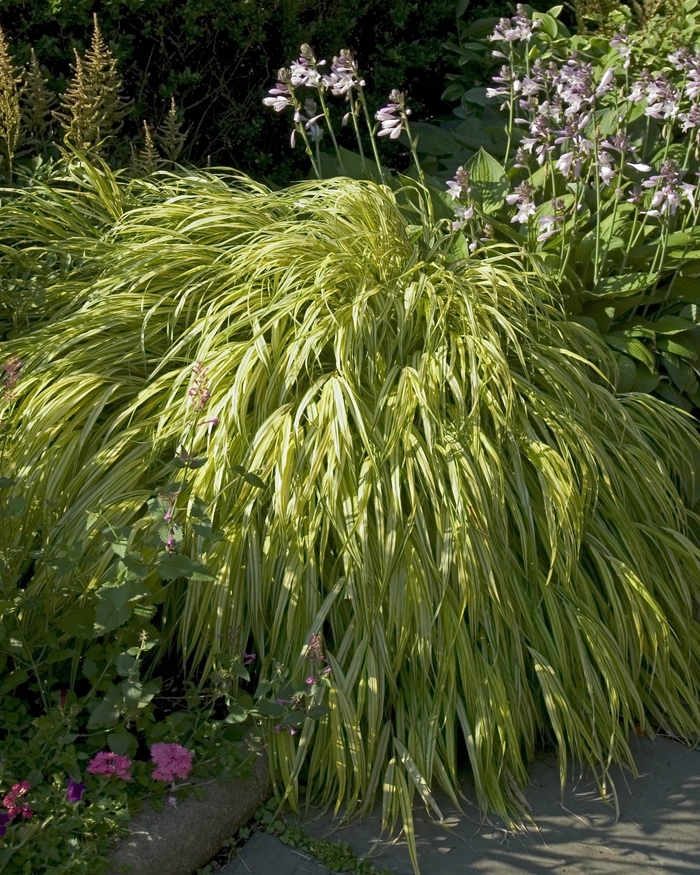 Hakon grass - Hakonechloa macra 'Aureola' Hakon grass - Hakonechloa macra 'Aureola'