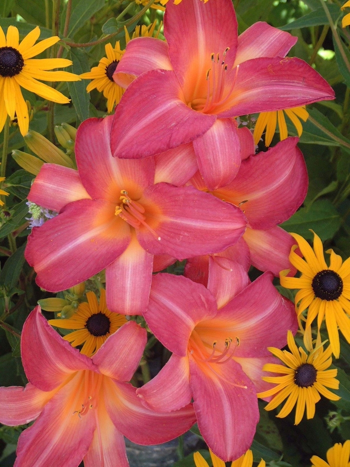 Daylily - Hemerocallis 'Cherry Cheeks' Daylily - Hemerocallis 'Cherry Cheeks'