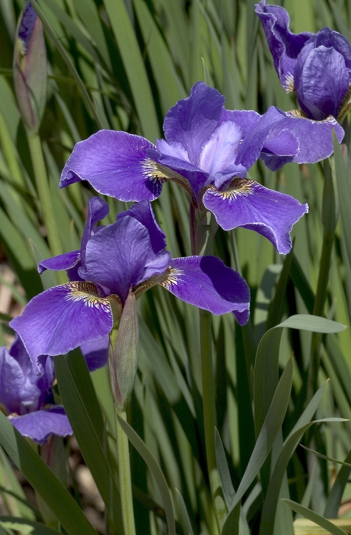 'Silver Edge' - Iris sibirica 'Silver Edge' - Iris sibirica