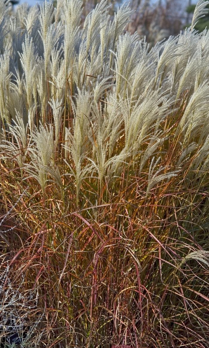Purple Flame Grass - Miscanthus sinensis v. purpurascens Purple Flame Grass - Miscanthus sinensis v. purpurascens