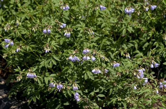 Jacob's Ladder - Polemonium reptans