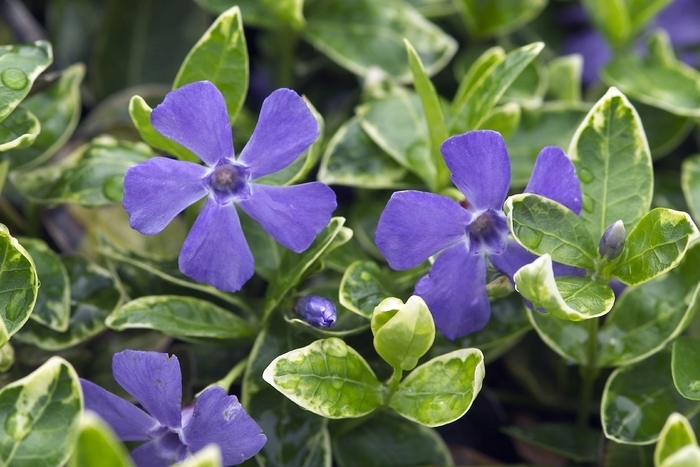 Periwinkle - Vinca minor 'Ralph Shugert' 