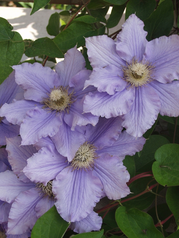 Clematis - Clematis hybrid 'Will Goodwin'
