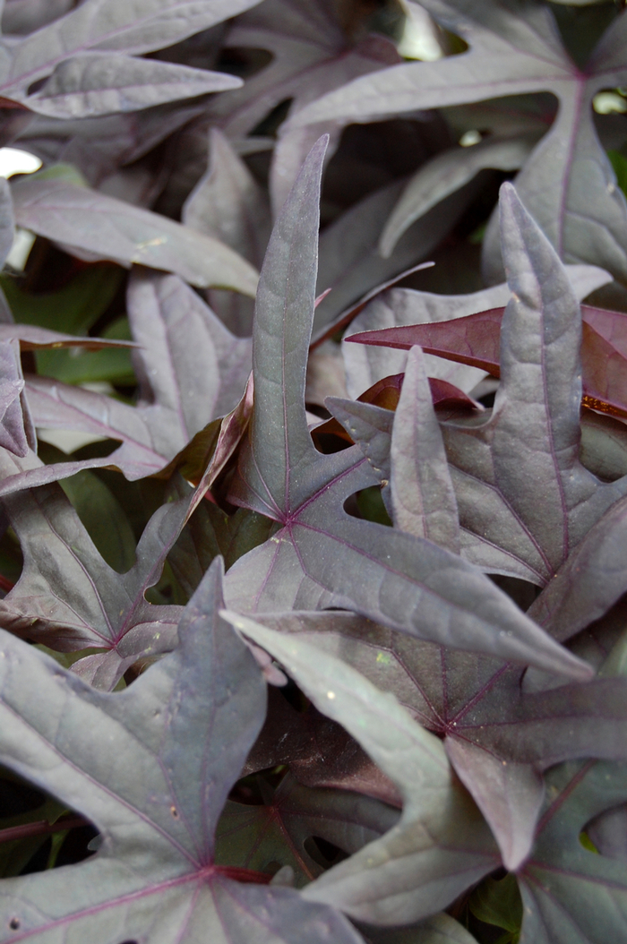 Ornamental Sweet Potato - Ipomoea batatas 'Bright Ideas Black' Ornamental Sweet Potato - Ipomoea batatas 'Bright Ideas Black'