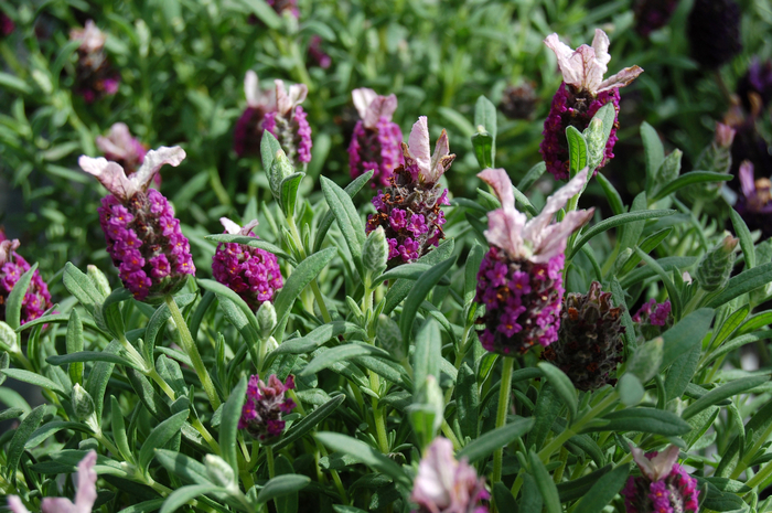 Lavender - Lavandula stoechas 'Kew Red' Lavender - Lavandula stoechas 'Kew Red'