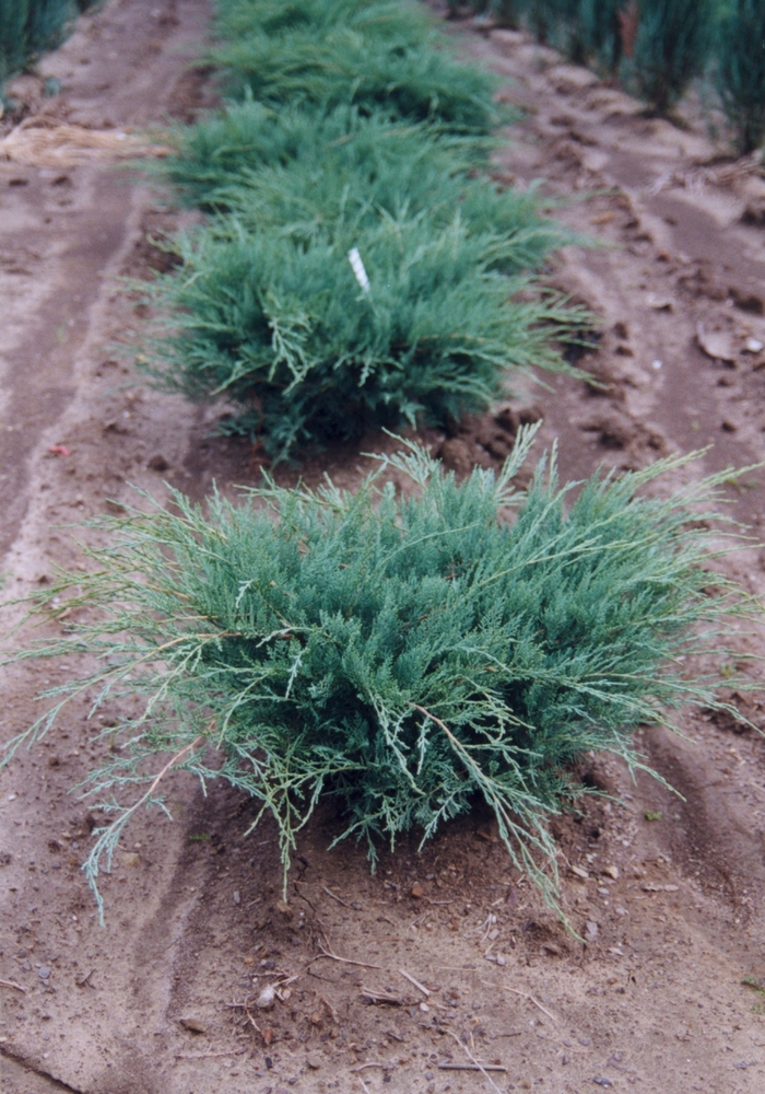 'Grey Owl' Juniper - Juniperus virginiana