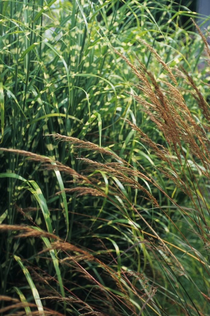 Indian Grass - *Sorghastrum nutans
