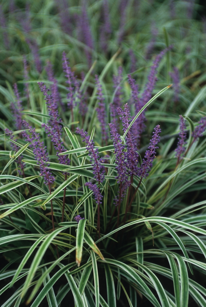 Lily-turf - Liriope muscari 'Variegata' 