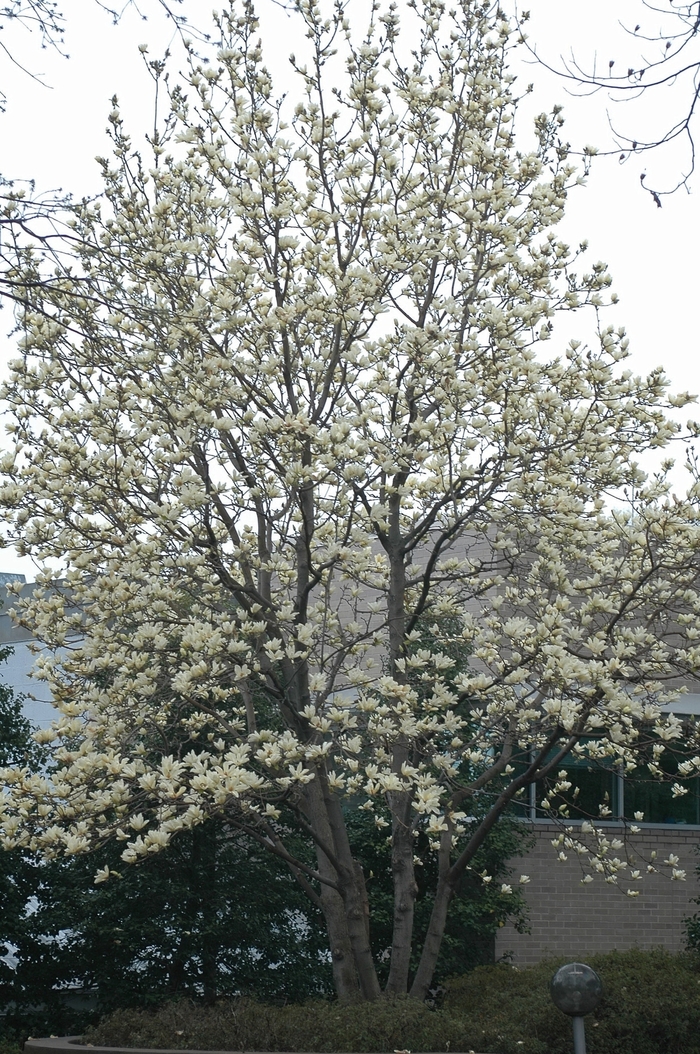 'Elizabeth' - Magnolia 