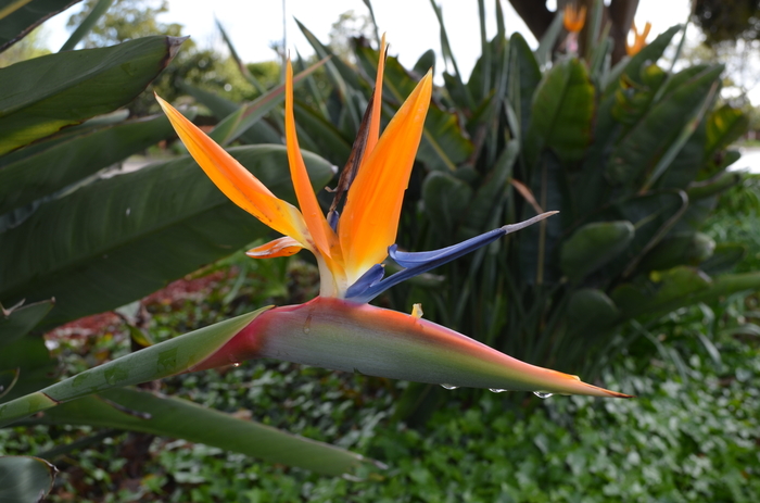 Bird of Paradise - Strelitzia reginae