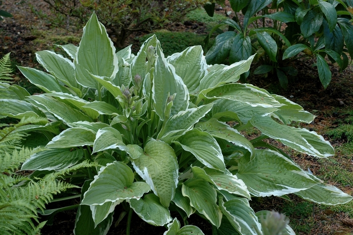 Plantain Lily - Hosta 'Regal Splendor' 