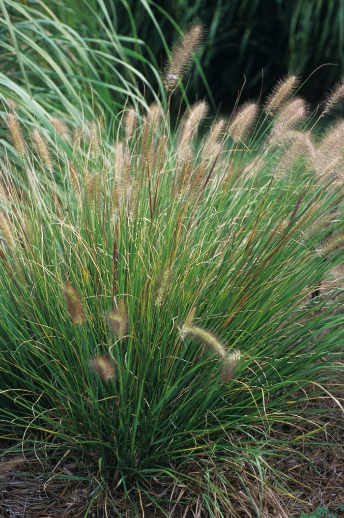 Fountain Grass - Pennisetum alopecuroides