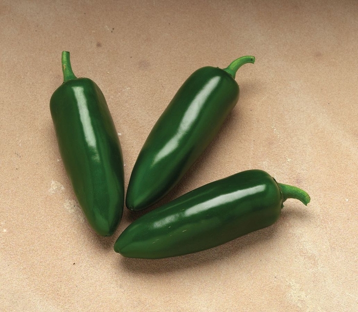Pepper, Hot - Capsicum annuum 'Jalapeno Jalafuego' 