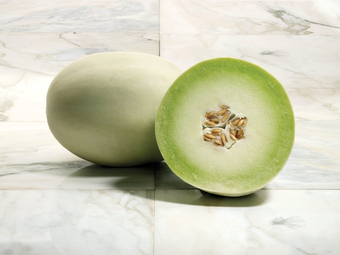 Melon - Cucumis melo 'Super Nectar' 