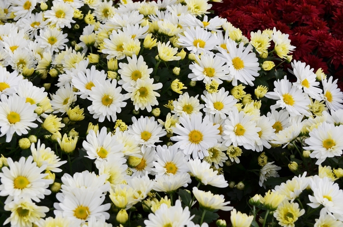 Belgian® Mum - Chrysanthemum 'Margo White' Belgian® Mum - Chrysanthemum 'Margo White'