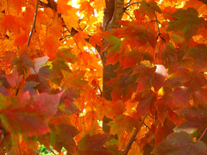 October Glory Maple - Acer rubrum 'October Glory'