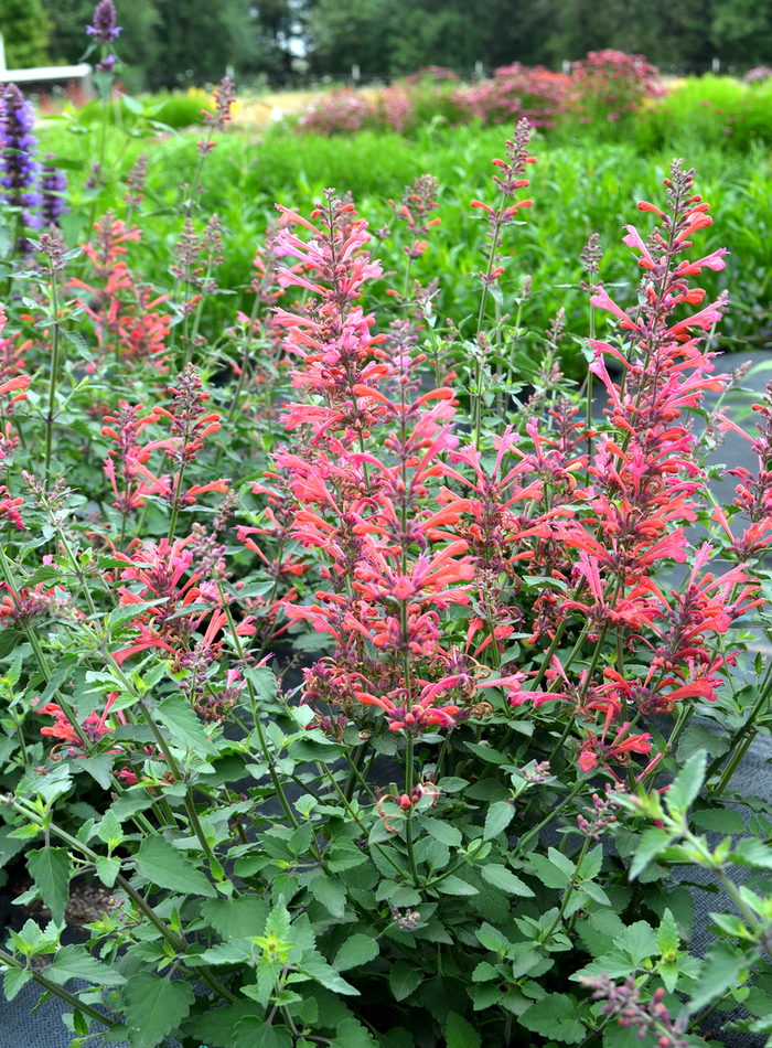 Anise Hyssop - Agastache Kudos&trade; 'Coral'