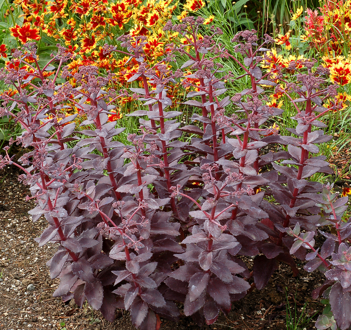 Stonecrop - Sedum 'Cherry Truffle' Stonecrop - Sedum 'Cherry Truffle'