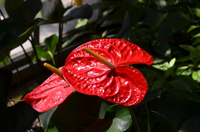 'Dakota' - Anthurium andraeanum