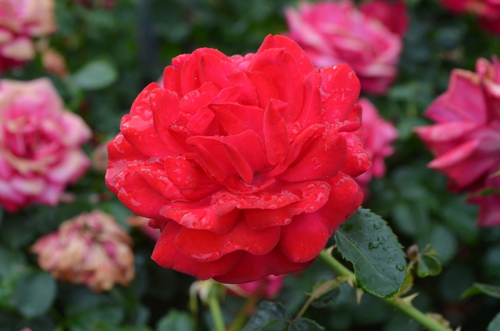 Easy Elegance® Super Hero Rose - Rosa 'BAIsuhe'