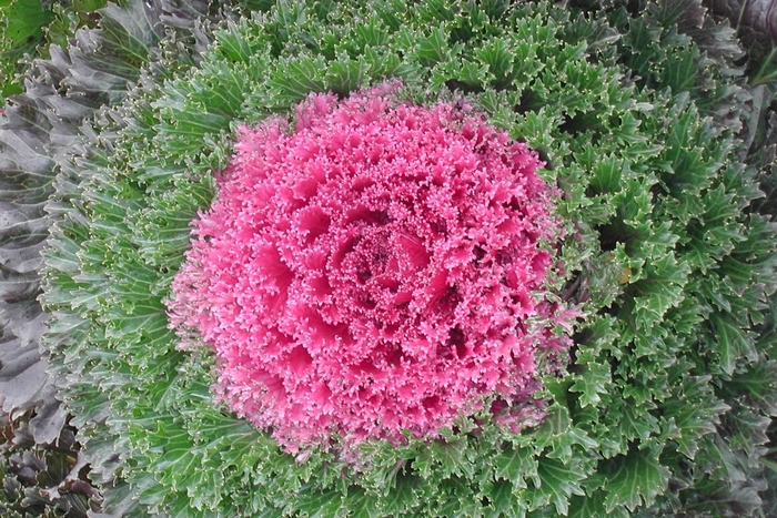 Flowering Kale - Brassica oleracea 'Glamour Red'