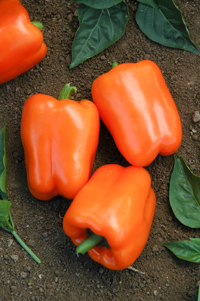 Pepper, Sweet Bell - Capsicum annuum 'Orange Blaze'
